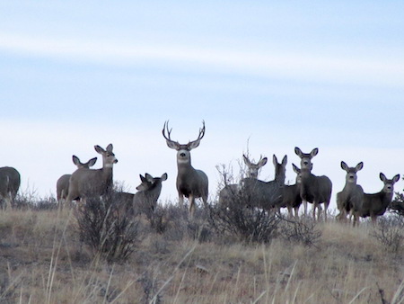 Giant Idaho Mule Deer Buck