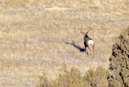 Idaho Mule Deer, Giant Buck