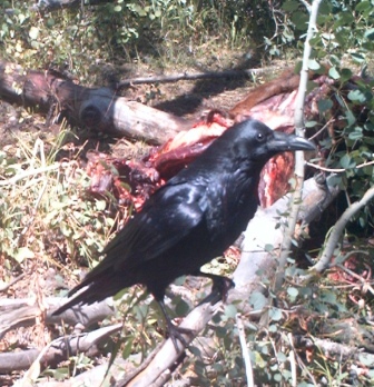 attached file
