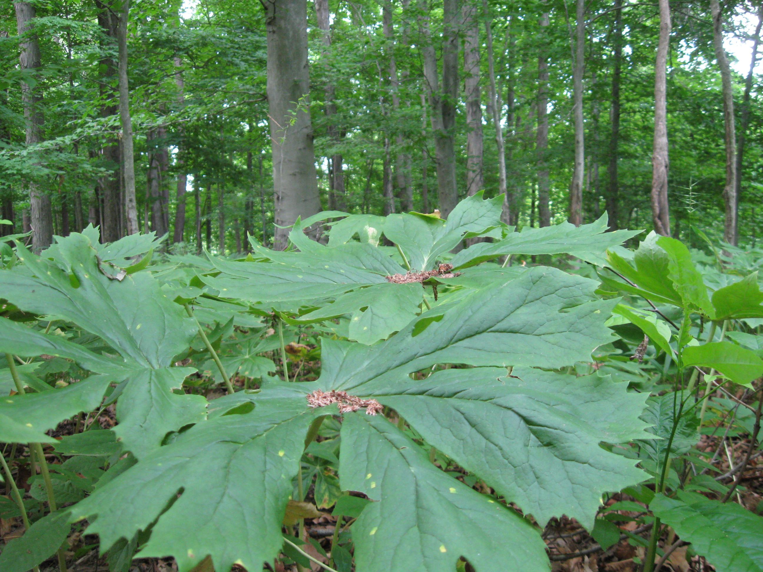 beech ridge