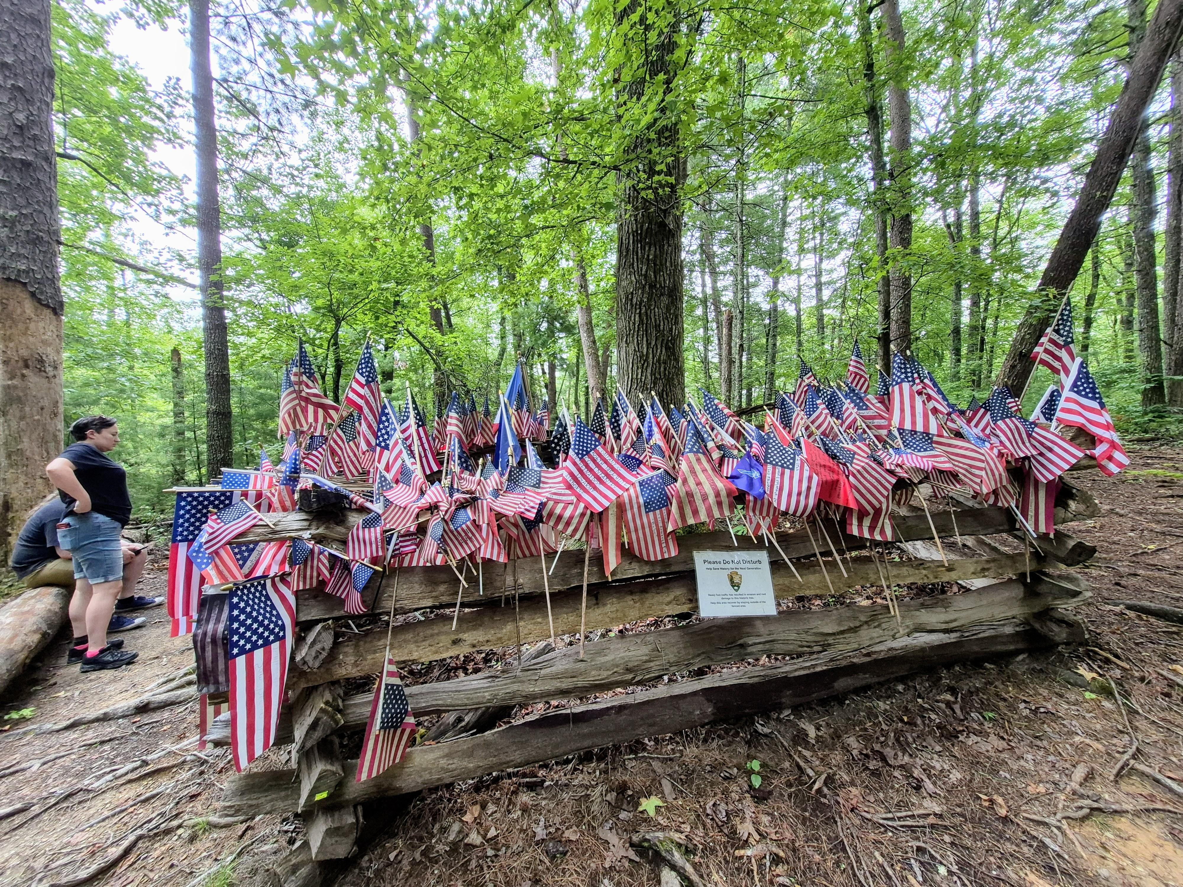 Pearl Harbor Tree in Cades Cove